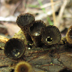 Cyathis striatus 'Fluted Bird's Nest'